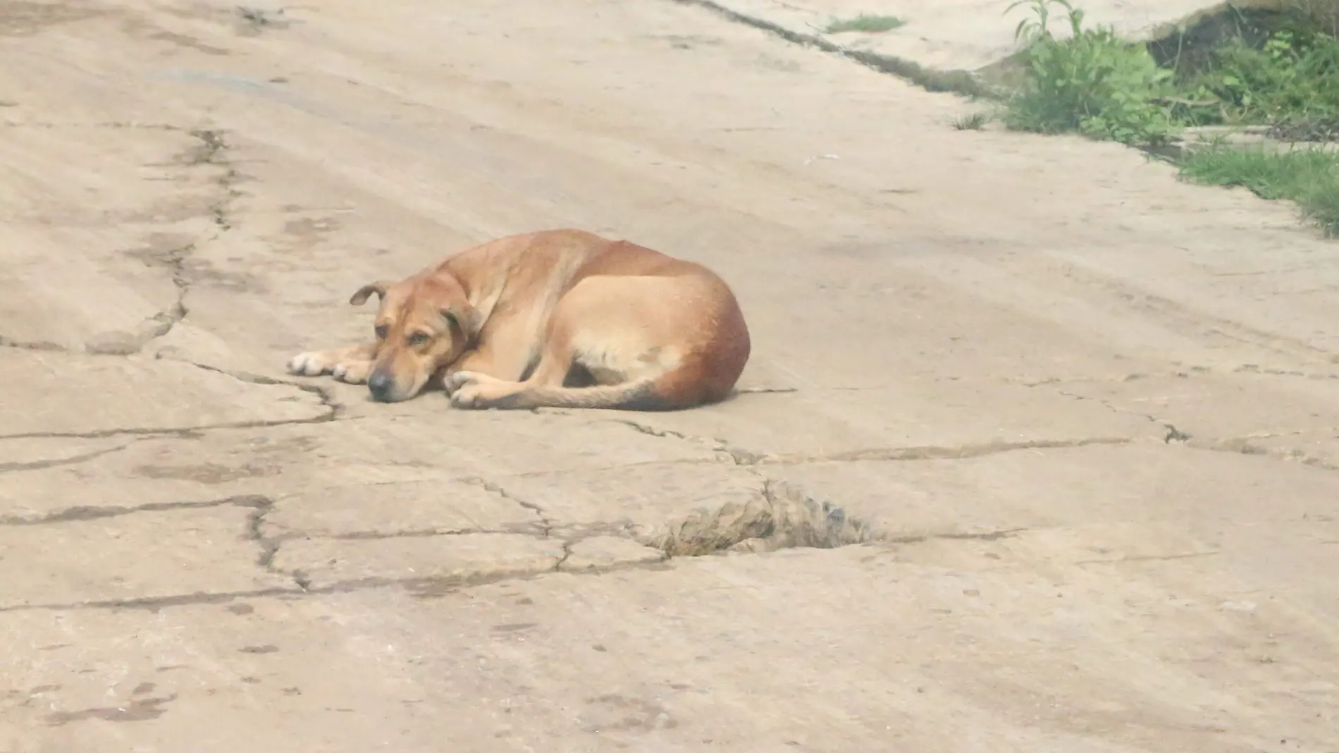 Llamadas a Brigada de Vigilancia Animal aumenta en temporada de lluvias